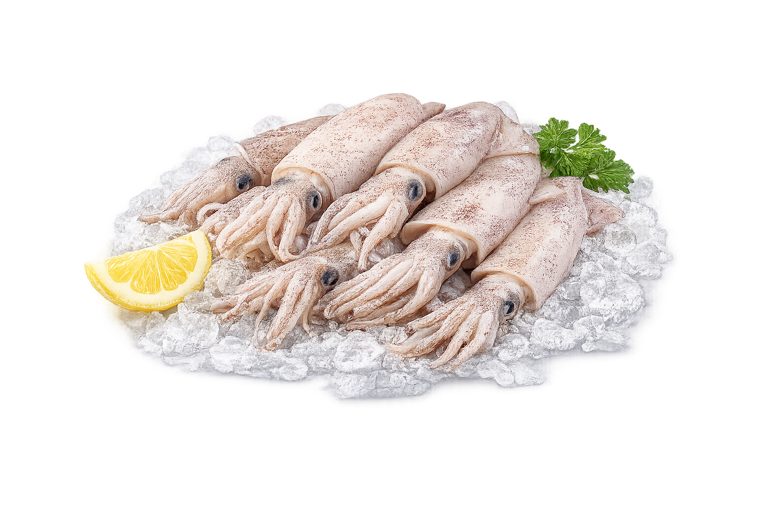 Squid